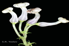 Ceropegia santapaui